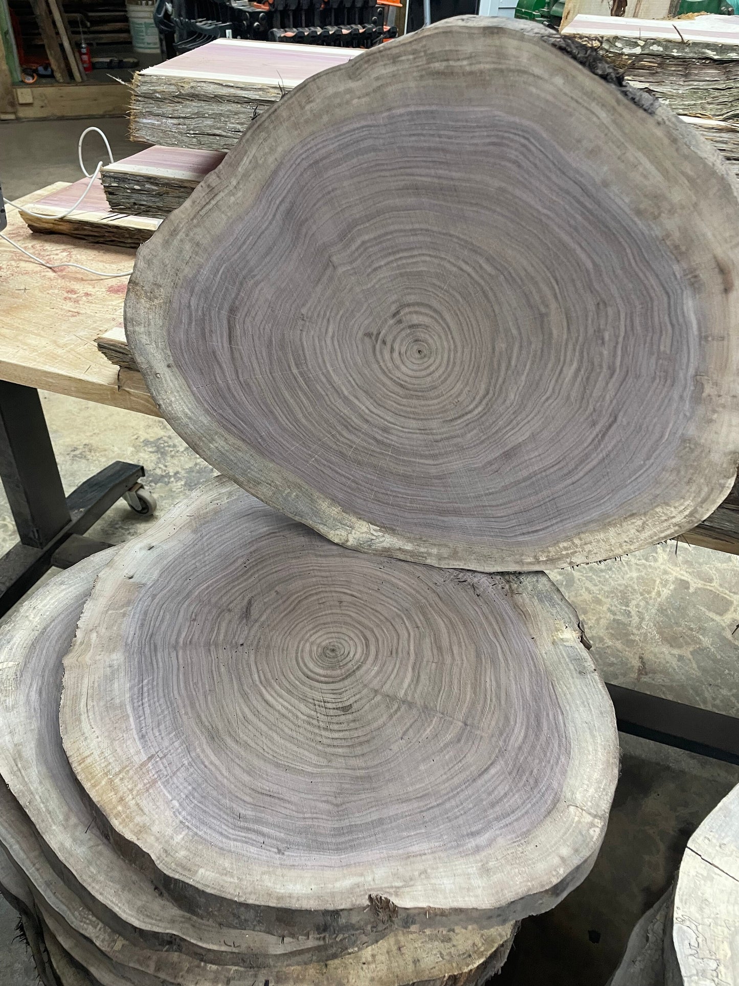 Black walnut- 18”-20” rounds- live edge, kiln dried